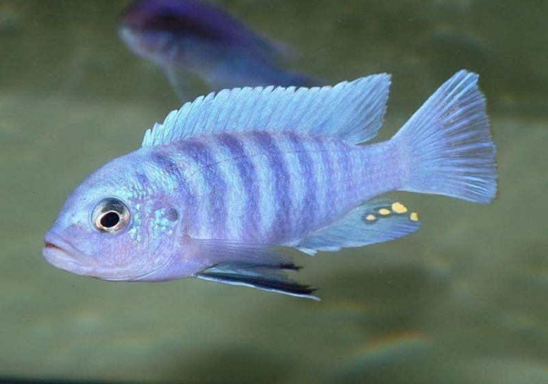 Cynotilapia sp. 'iwera' Lutara Reef